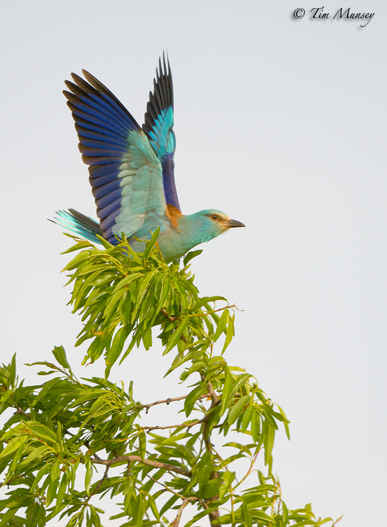 European Roller 2012